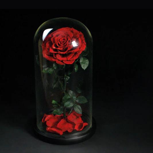 وردة الانفنتي روز